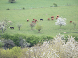 C'est le printemps